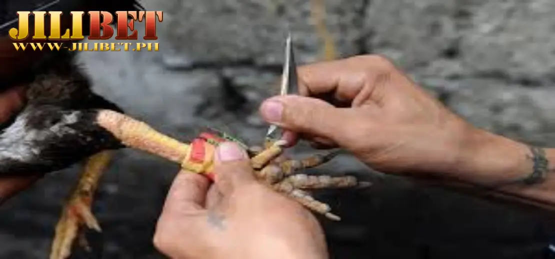 Jilibet Knife-Spur Sabong